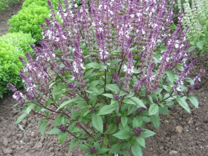 Picture of Basil Cinnamon